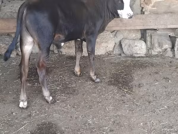 Toro, Bovini
