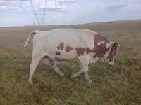 Touro, Simmental cattle — foto 3