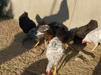 Chickens — foto 5