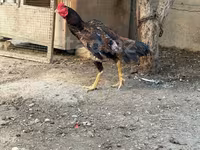 Chickens — Foto 2