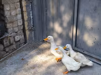 جرمن پکین — عکس 3