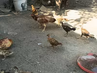 Chickens — zdjęcie 2