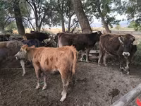 Krava, Simmental cattle — fotografija 3