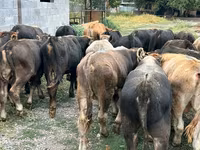 Bulle, Swiss cattle — Foto 5