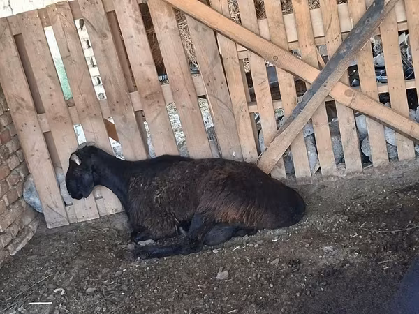 Ram, Sheep — Uzbekistan
