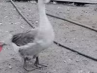 Turkeys — عکس 1