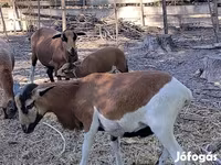 ভেড়ার পাঁঠা, Cameroon sheep — ছবি 4