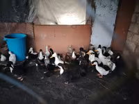 Ducks — foto 3