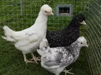 Chickens — Foto 8