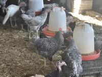 Turkeys — zdjęcie 2