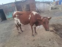 Lo’, Simmental cattle — sawirka 4