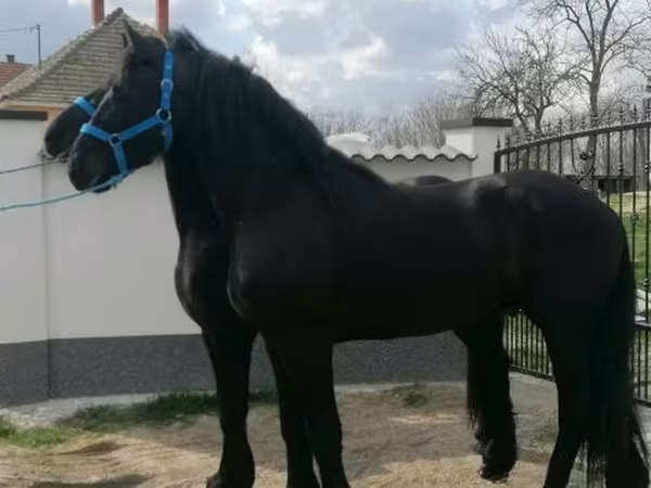 公马, Friesian