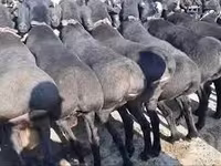 قوچ, Rhon sheep — عکس 6
