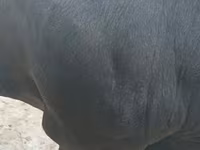 วัวตัวผู้, Swiss cattle — รูปภาพ 4