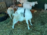 Էգ այծ, Pomellata goat — լուսանկար 5