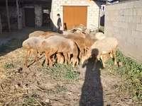 Koç, Hissar sheep — foto 4