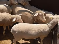 Får, Merino sheep — foto 2