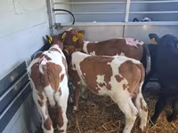 Bik, Simmental cattle — fotografija 6