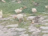 Ducks — fotografija 4