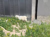 بز ماده, بز — عکس 3
