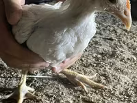 Chickens — عکس 5