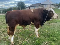 گاو نر, Simmental cattle — عکس 2