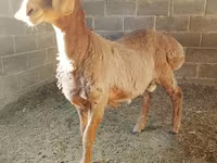 Kambing jantan, Arashan sheep — foto 8