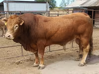 Toro, Mucca limousine — foto 2