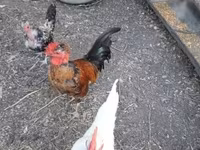 Chickens — photo 6