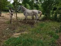 Айғыр, Lipizzaner — 2-сурет