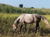 Kůň, Koně — foto 5