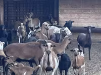 قوچ, Cameroon sheep — عکس 4