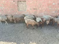 قوچ, Arashan sheep — عکس 6