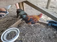 Bantam Jepang — foto 3