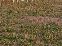 แพะตัวผู้, Alpine goat — รูปภาพ 3