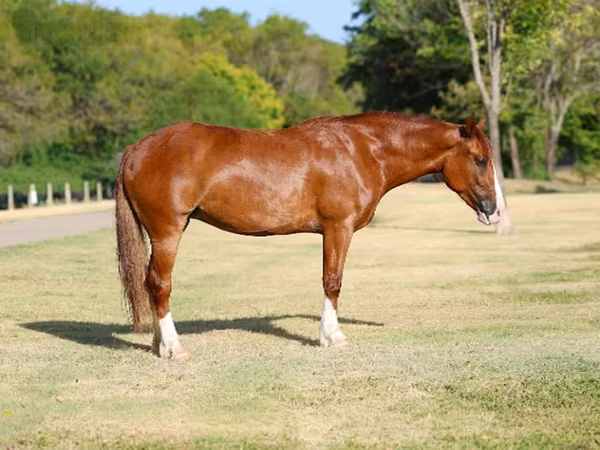Mare, Horses