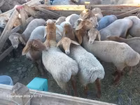 Oaie, Tian-Shan semifinewool sheep — foto 4
