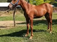 اسب نر, اسب — عکس 3