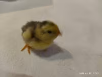 Quails — 2 зураг