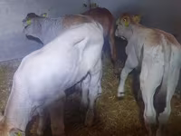 Byk, Simmental cattle — zdjęcie 1