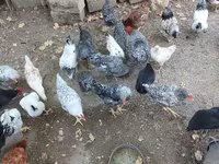 Chickens — zdjęcie 6