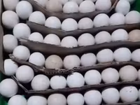 برنزی — عکس 4