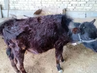 Lembu betina, Cattle — foto 3