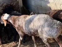 Ram, Schapen — foto 1