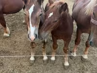 Kuda jantan, Hungarian horse breed — foto 5
