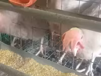 Chickens — الصورة 2