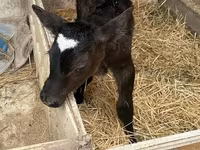 Bou, Rasa Holstein — foto 2