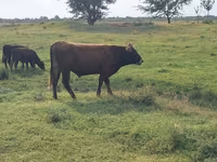 Bulle, Aberdeen-Angus — Foto 2