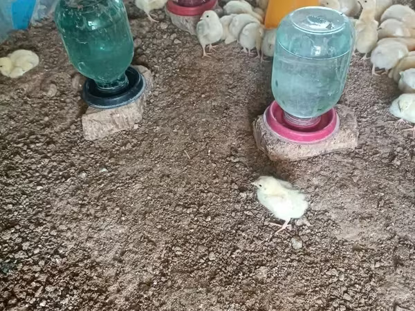 Chickens