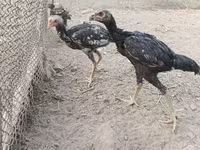 Chickens — عکس 3